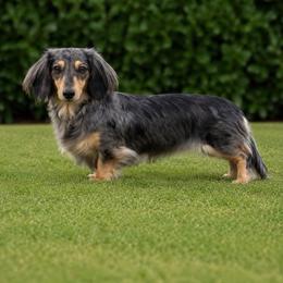 Tails - Dachshund