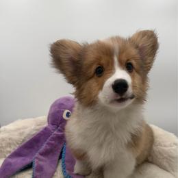 Rosa - Red female Pembroke Welsh Corgi puppy in Minooka, Illinois from Lucky J Corgis