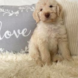 Labradoodle Puppies from Raising Doodles
