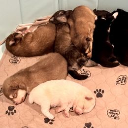 Pomsky Puppies from High Point Pomskies