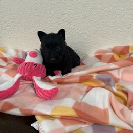 Red Collar Girl - Black brindle female Scottish Terrier puppy in Hartville, Missouri from Stamper K9’s