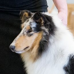 "Ida" - Collie