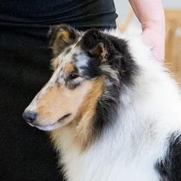 "Ida" - Collie