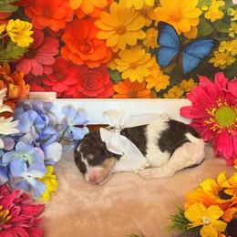 Peach - Brown female Poodle puppy in Houma, Louisiana from Smart Azz Poodles