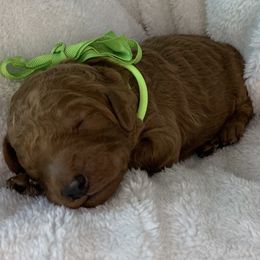 Goldendoodle Puppies from The Bruce Farm