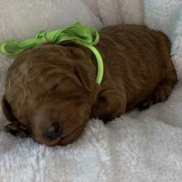 Goldendoodle Puppies from The Bruce Farm