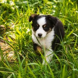 Violet - Black tri female Miniature Australian Shepherd puppy in Macomb, Missouri from Faunus Farms and Aussies