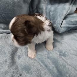 Elmer - Liver and white male Shih Tzu puppy in Buffalo, New York from Shih Tzu's by Jen