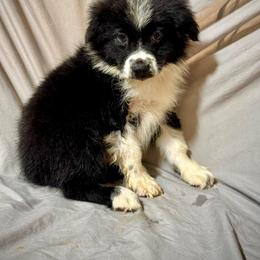 Black female - Black & white female Miniature Australian Shepherd puppy in Lemon Cove, California from Magic Ranch Mini Aussies