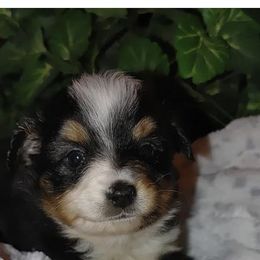 Miniature Australian Shepherd Puppies from Bar C Aussies