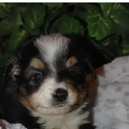 Miniature Australian Shepherd Puppies from Bar C Aussies