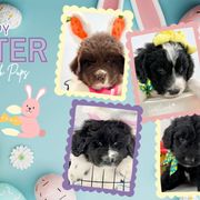 Newfoundlands, Newfypoos, and Sheepadoodles from Sweet Creek Pups