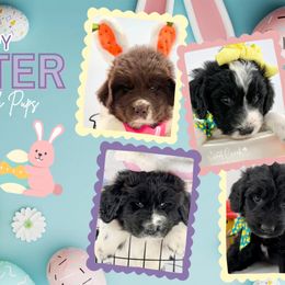 Newfoundlands, Newfypoos, and Sheepadoodles from Sweet Creek Pups