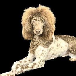 Sterling - Poodle