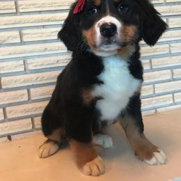 Bernese Mountain Dog Puppies from Purple Sage Puppies Bernese Mountain Dogs