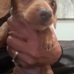 Aspen - Cream male Dachshund puppy in Davison, Michigan from Brimstone Hollow Dachshunds