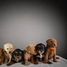 Red collar - Tri-color male Bernedoodle puppy in Caldwell, Idaho from Boise Doodle Co.