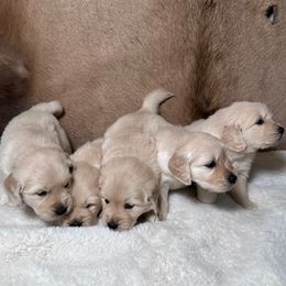 Golden Retriever puppies from Alfalfa Lane Adventures