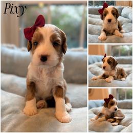 Pixy - Red female Australian Labradoodle puppy in Summerfield, North Carolina from Four Oaks Labradoodles