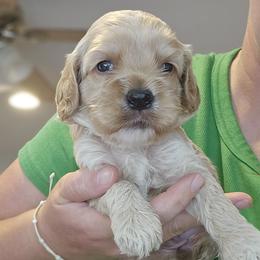 Daisy - Buff and white female Cockapoo puppy in Mocksville, North Carolina from Hunting Creek Kennels & Farm