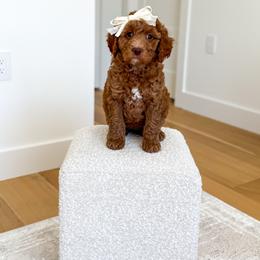 EVE - Red  female Goldendoodle puppy in Bell Buckle, Tennessee from Precious Puptown Doodles