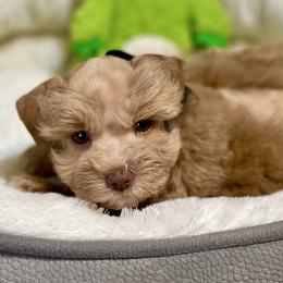 Red male AKC - Wheaten male Miniature Schnauzer puppy in Calhoun, Georgia from The BrickHouse Miniature Schnauzers