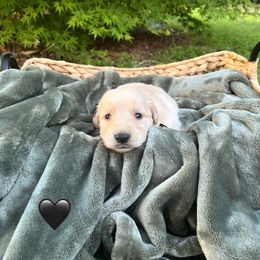 Golden Retriever Puppies from Clover Creek Goldens