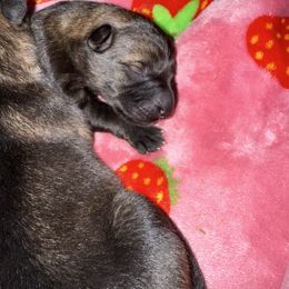 Sable Boy - Orange - Sable male German Shepherd puppy in St. Cloud, Florida from Pray Love Shepherd Kennels