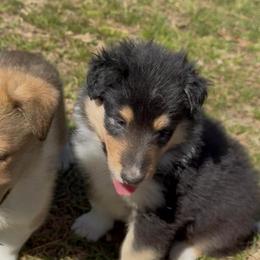 Sabine - Black white and tan female Collie puppy in Malvern, Arkansas from Lost Acres Collies