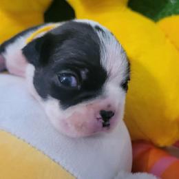 Boston Terrier Puppies from Baldwins Boston Terriers