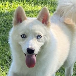 Lil girl - Pomsky