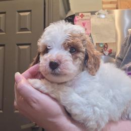 Kiwi - Parti female Goldendoodle puppy in Palestine, Texas from KK's Doodle Bunch