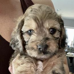 Cockapoo and Goldendoodle Puppies from Capital Doodles
