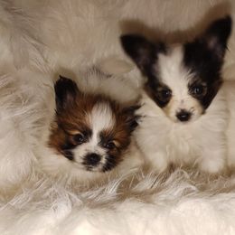 Papillons from MPH Pap’s