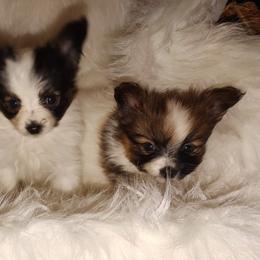 Papillons from MPH Pap’s