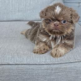 Kit Kat - Lilac female Shih Tzu puppy in Jenks, Oklahoma from Northstar Shih Tzu