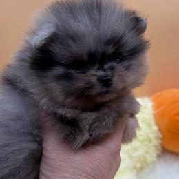 Phoebe - Blue merle female Pomeranian puppy in Edmond, Oklahoma from My Sun & Moon Poms