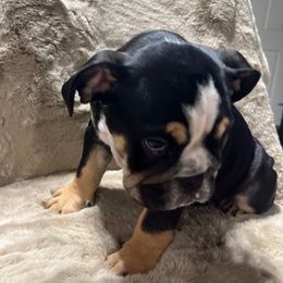 Bulldog Puppies from BUBBABULL