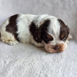 Blue - Tricolor male Shih Tzu puppy in Jenks, Oklahoma from Northstar Shih Tzu