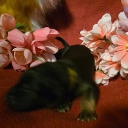 Vnity - Black and red female German Shepherd puppy in Coupeville, Washington from Von Hilkey Shepherds