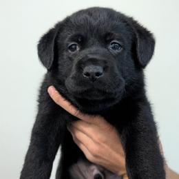 Ash - Black male Labrador Retriever puppy in Lithonia, Georgia from Marmolejos Labs