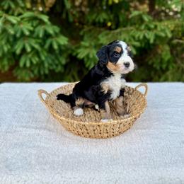 Velvet - Tri-color female Bernedoodle puppy in Bremen, Indiana from Farmland Doodles