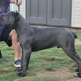 Cane Corso Puppies from Richline Kennel