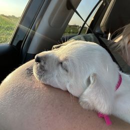 Labrador Retriever Puppies from Gem State English Labrador Retrievers