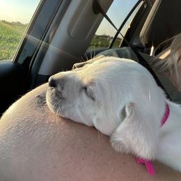 Labrador Retriever Puppies from Gem State English Labrador Retrievers
