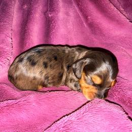 Stars - Dapple female Dachshund puppy in South Fulton, Tennessee from Stiles' Mini Doxies
