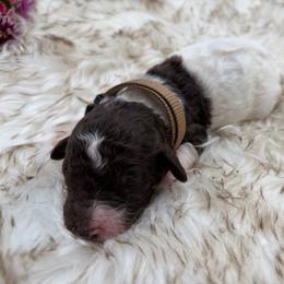 Cookie - Parti male Poodle puppy in Otto, North Carolina from Wild Suns Farm