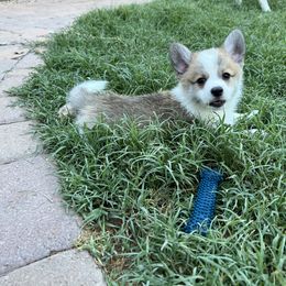 Companion Cross Puppies from Chilipoms
