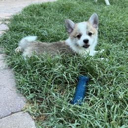 Companion Cross Puppies from Chilipoms