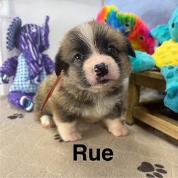 Rue - Sable male Pembroke Welsh Corgi puppy in Apison, Tennessee from Ashmore Corgis